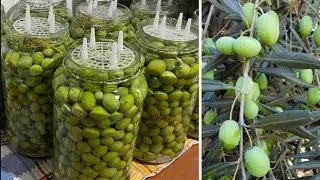 JAK PRZYGOTOWAĆ DOMOWE OLIWKI ZIELONE W SOLANCE Przepis rodzinny
