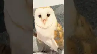Diamond eyes , black brown and white and sky blue 🥹🦉✨ #love #sweet #sky