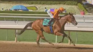 Queen B | A Beholder's Tribute