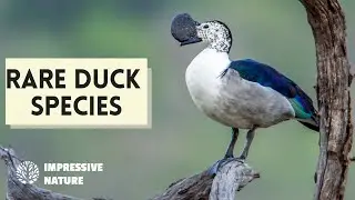 9 Rare Type of Ducks That Will Blow Your Feathers Away