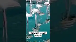 Flamingo Beach Dubai #dubai #flamengo #flamingobeach