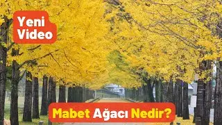 Mabet Ağacı Nedir? - Pratik Bilgi Bankası