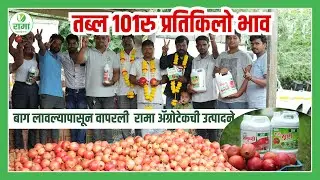 बाग लावल्यापासून वापरली  रामा ॲग्रोटेकची उत्पादने या लाल सोन्याला मिळाला तब्ब्ल १०१रु प्रतिकिलो भाव