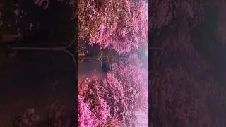 Bangalore in summer🦋nature status video 🥰 full screen aesthetic status #shorts #youtubeshorts #love