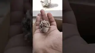 grey francolin chicks