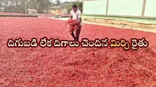  దిగుబడి లేక దిగాలు చెందిన మిర్చి రైతు