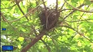 'Mullaivanam'  the farmer who worked for the success of tree planting project at Chennai