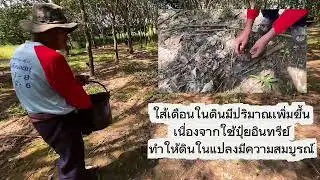 Ep.1ปุ๋ยซีพีหมอดินปุ๋ยเคมีและปุ๋ยอินทรีย์ในยางพารา เพื่อลดต้นทุน ในพื้นที่จังหวัดพะเยา