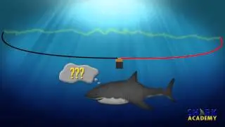 Electrosensory System | SHARK ACADEMY