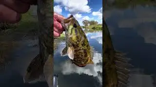 One of the most beautiful smallies I&rsquo;ve caught this year! #bassfishing #smallmouthbass #smallies
