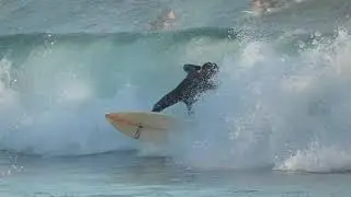 Daily BEACH CLUB #127 Surfriders 9/27