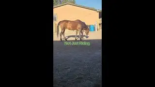 The Resilient Rider&trade; | Building Emotional Resilience for Kids Through Horses 🐴✨