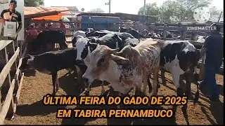 Feira do Gado de Tabira-PE / Preços nos Currais dia 31/12/25