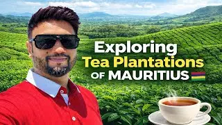 Exploring Tea Plantations of Mauritius: A Scenic Journey | Pakistani In Mauritius 🇲🇺