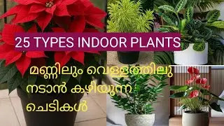വീട്ടിൽ വളർത്താൻ പറ്റുന്ന ഇൻഡൊർ ചെടികൾ| Best 25 Indoor plants |@AdmiringPlants 
