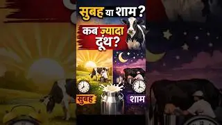 सुबह या शाम &ndash; कब ज़्यादा दूध मिलता है? 🐄#shorts #dairyfarming #dairyfarmer #viral @VetTipsByAshish