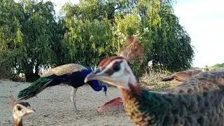 Amazing Peacock Birds 4K Ultra HD