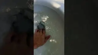Making a pressure assist toilet siphon