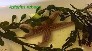 Zonation Adaptations on Rocky Intertidal Shores | Millport
