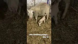 Lambing group day 1 #sheep #lamb #sheepfarm #lambfarm #farmanimals