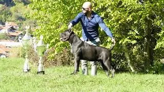 Junior Tornado: Award-Winning Elite Cane Corso (HD-A ED-0) | Corso BiH