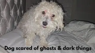 Dog scared of ghosts and the dark before bedtime. #puppy #fyp #trending 