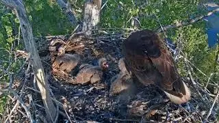 #baldeagle S05#145 Review birds life in their nest #birdsnest #birdsounds #birdslovers