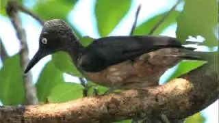 Bird call database