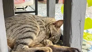 Pusi || kucing belang 🐈‍⬛