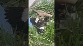 Funny bird fight #shorts #birds #fight #animals #funny
