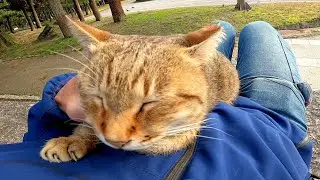 Когда я подошел к бездомному коту, спящему на каменной лестнице и наденаде, кот встал мне на колени