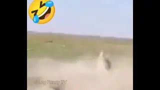 Dog prank with his friend. fack dog funny with his friend  videos#41😂😂😂