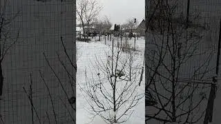 Музыкой прикрыл шум фона. zilzīlīte Parus caeruleus (L.)lielā zīlīte Parus major (L.) большая синица