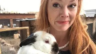 How to safely handle Meat Rabbits