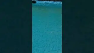 gr&uuml;nen #Pool schnell wieder blau bekommen! Richtig #Algen bek&auml;mpfen!