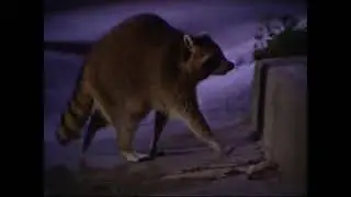 BBC Life of Mammals. 