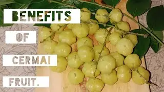 Benefits of cermai fruit|Manfaat buah cermai.