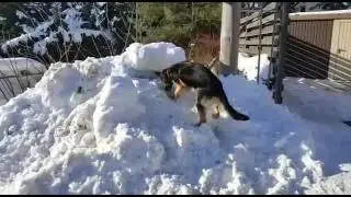 Deutsche Schäferhündin im Schnee