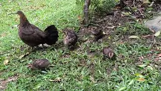 The chicks are growing up so fast!