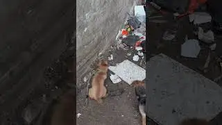 RattingTerriers - Border Terrier doing its job on the RATS