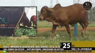 LOTE 25   AQUS 51