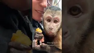 Я испекла кукурузный хлеб&hellip; а моя обезьянка его забрала 🌽🤣 #обезьянка #милая #готовка #шорты