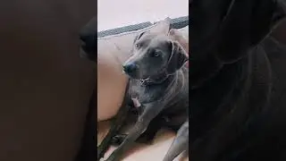 official dog of texas Blue Lacy  #fyp #puppy #dogsoftiktok #myboy #bluelacy #billingsmt #viral