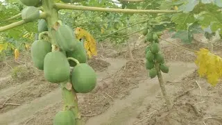 Papeta fruit vegetable farming successful and all over india wholesaler online delivery 🚚