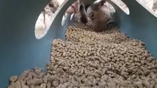 Lamb creep feeder