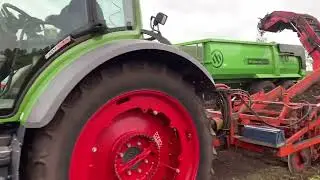 Schukkert lelies (schubben) rooien. Oogst 2023