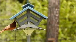 Audubon 74240 Chalet Metal Hopper Bird Feeder, My most popular feeder in the past 5 years