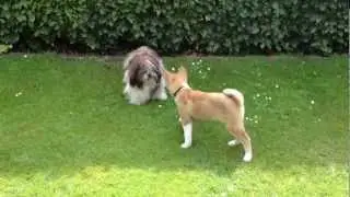 Japanese Akita VS Chinese Shi-tsu