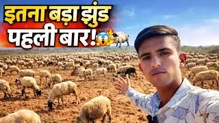 इतनी भेड़ें पहली बार एक साथ देखी होंगी! 😳🔥 | Daily Sheep Farming Vlog #pashupalan #sheepfarming 