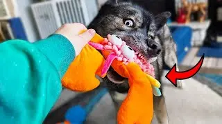 My Dogs LOVE These! 5-Pack Plush Squeaky Toy Review